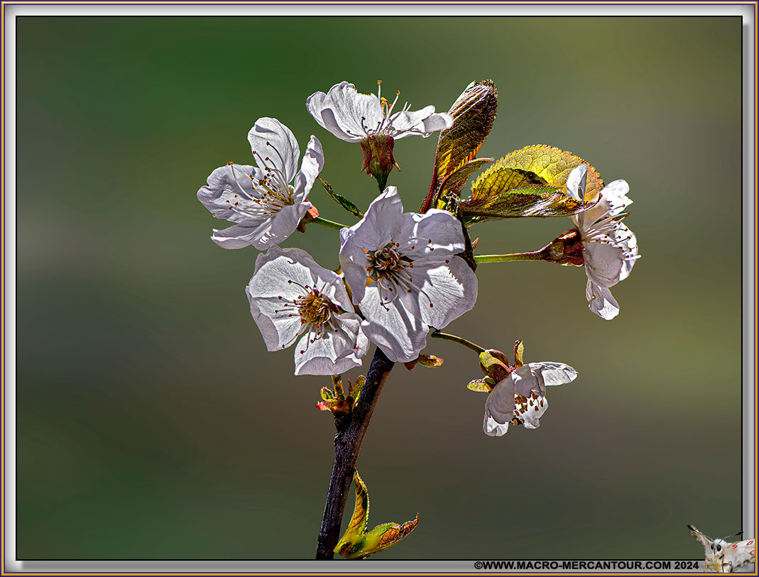 02-Cerisier-17-22138-HF-D-copie